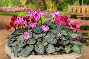 Цикламены: нежные и ароматные цветы для вашего дома