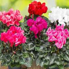 Цикламены: нежные цветы для создания романтической атмосферы