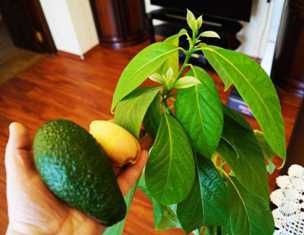 Удобрение для авокадо: важные аспекты заботы о растении