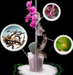 Удобрение для орхидей: как обеспечить им необходимые питательные вещества
