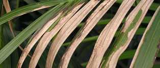 Удобрение для пальм: как обеспечить здоровый рост и красивую зелень