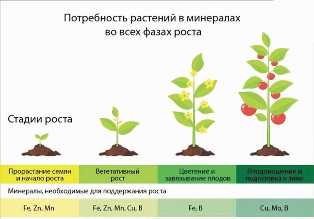 Удобрение для растений-поглотителей: как обеспечить их рост