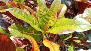 Удобрения для кодиеума (кротона): как подобрать, чтобы листья оставались насыщенными в цвете