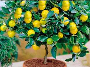 Удобрения для цитрусовых растений: как прокормить лимоны и апельсины