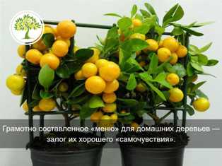 Удобрения для цитрусовых: секреты обильного и сладкого урожая