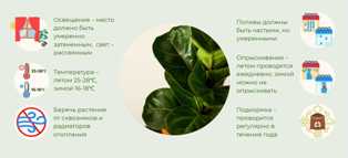 Уход за декоративно-листовыми растениями: секреты успеха