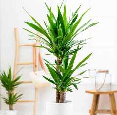 Юкка: удивительное растение с низкими требованиями к уходу