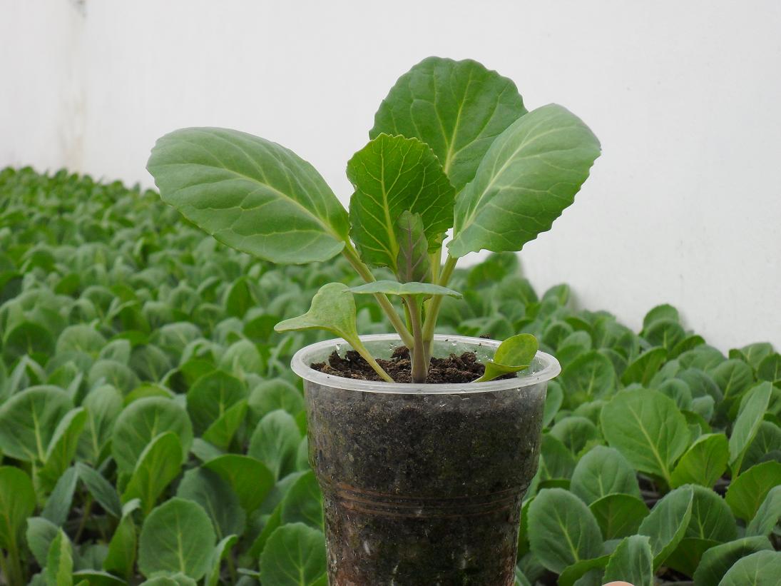 5 секретов выращивания здоровой рассады капусты