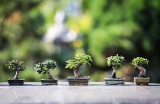 Бонсай: искусство создания миниатюрных деревьев