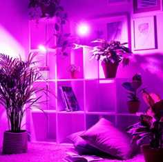 Декоративные растения: выбираем их в зависимости от освещения в помещении