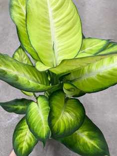 Диффенбахия: декоративное растение с яркими листьями