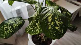 Диффенбахия: выбор элегантных растений для декора вашего дома