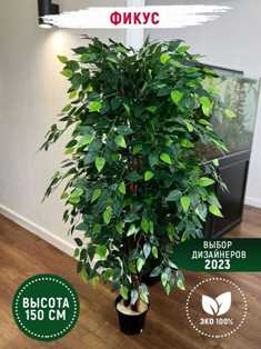 Фикус: популярное декоративно-лиственное растение для дома и офиса