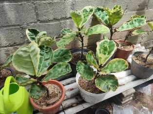 Фикусы: оживите пространство с помощью этих растений