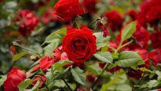 Как удобрять розы для пышного и долгого цветения