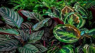 Калатеи и удобрения: секреты яркости и контрастности листьев