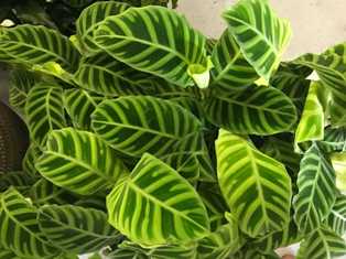 Калатея: растение с изменяющимся окрасом листьев
