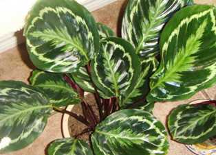 Калатея: растение-хамелеон с необычными узорами на листьях