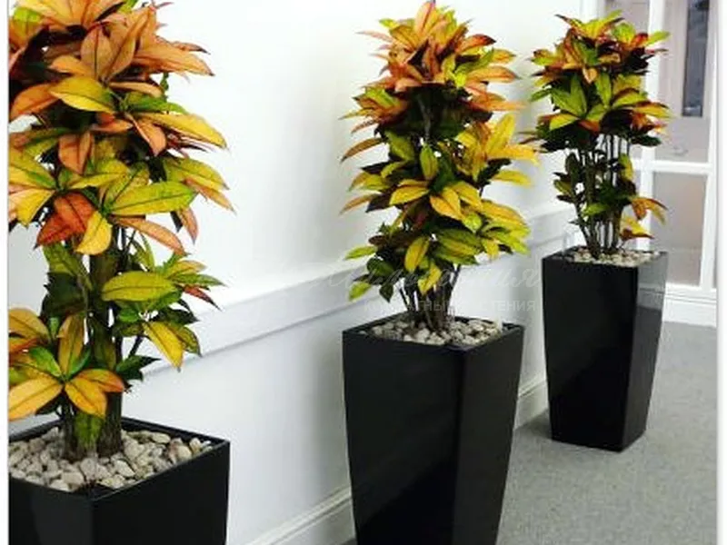 Красота и польза: декоративно-лиственные и цветущие растения в офисе