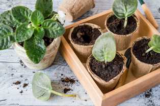 Лучшие удобрения для декоративно-листовых растений из семейства кактусовых