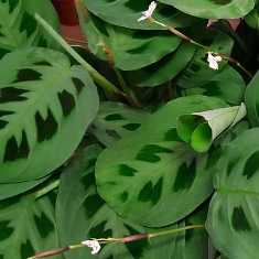 Маранта: растение с живописными узорами на листьях