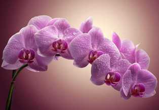 Орхидеи: элегантные и роскошные растения