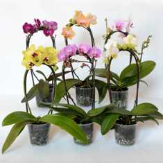 Орхидеи: изысканные цветы, требующие особого ухода