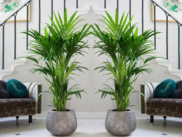 Пальмы: идеальное растение для интерьера