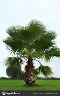 Пальмы: растения из тропиков