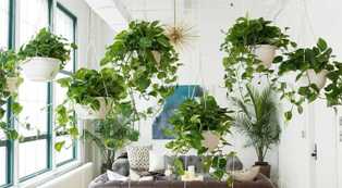 Плющ: популярное и необычное растение для украшения интерьера