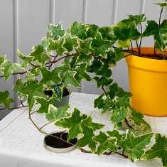 Плющ: универсальное растение для зеленого оазиса в доме