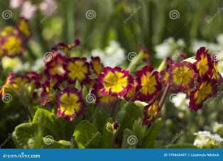 Примула: яркие и нежные цветы в саду