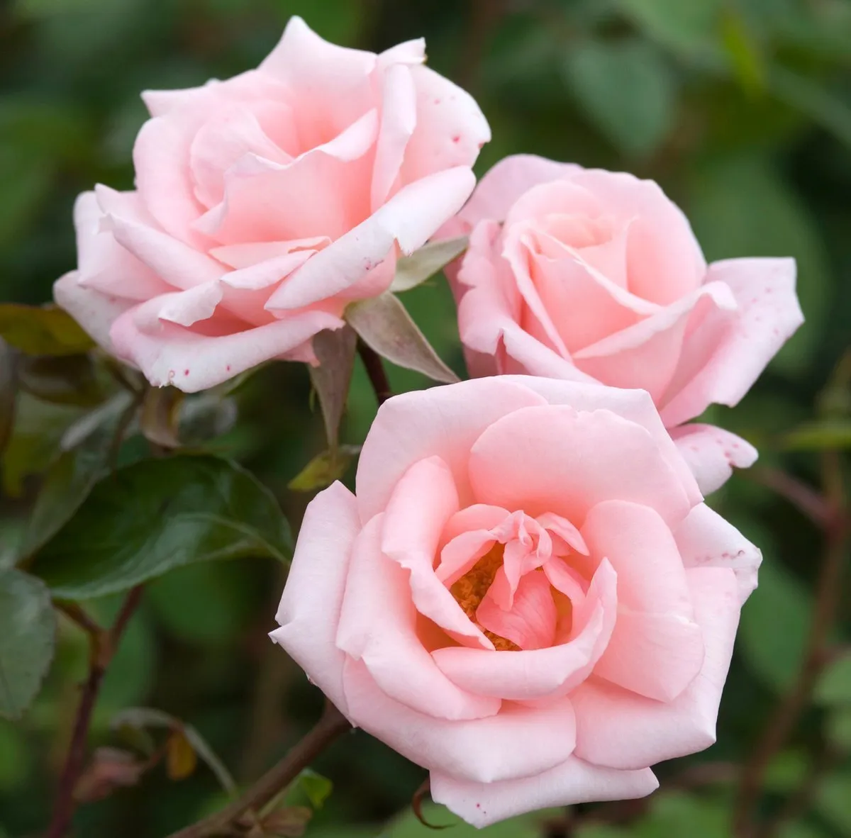 Розы: нежность и романтика в доме