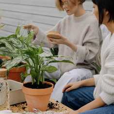 Секреты создания зеленого уголка в доме: выбор и уход за комнатными растениями