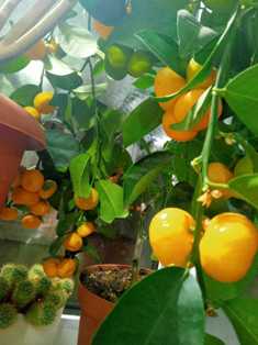 Секреты успешного удобрения цитрусовых растений: правила и рекомендации