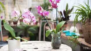 Советы по удобрению орхидей: как создать оптимальные условия для растения