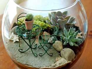 СУККУЛЕНТЫ: миниатюрные сады на окне