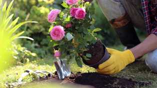 Топ-5 удобрений для роз: способы создать благоприятные условия для цветения