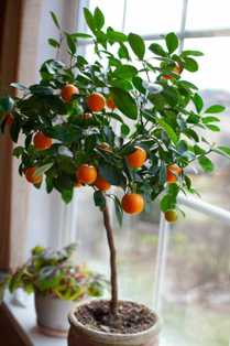 Цитрусы: ароматные тропические деревья в вашей квартире
