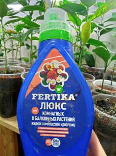 Удобрение для цитрусовых растений: как выбрать подходящий вариант