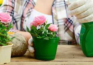 Удобрения для роз: как обеспечить богатый и ароматный цветок