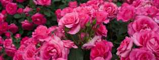 Удобрения для роз: как поддерживать их здоровье и красоту