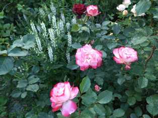 Удобрения для роз: основные принципы ухода и подкормки