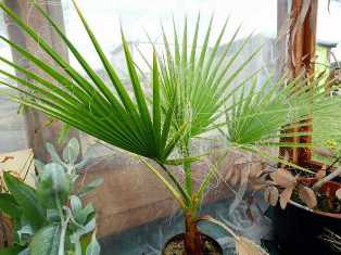 Удобрения для здорового роста пальмы