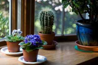 Уход за декоративными растениями: секреты успешного выращивания