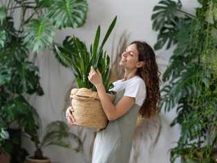 Уход за декоративно-листовыми растениями: секреты процветания