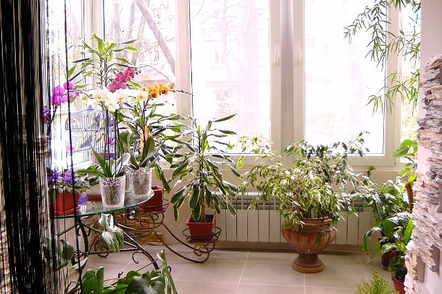 Как правильно располагать комнатные растения?