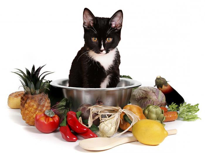 Правила правильного питания для кошек