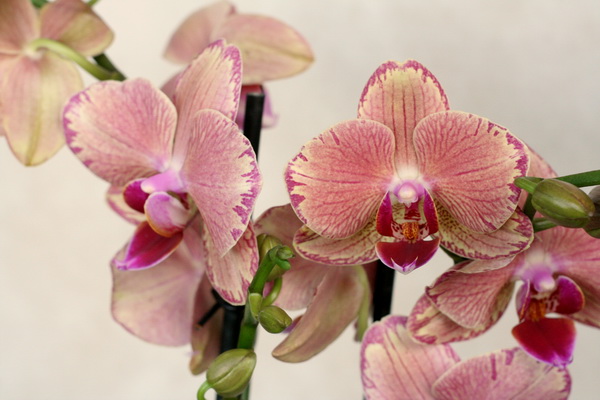 Как правильно выбирать орхидею?