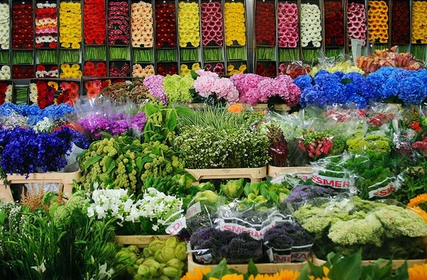Преимущества оптовой покупки цветов и декоративных растений для интернет-магазинов